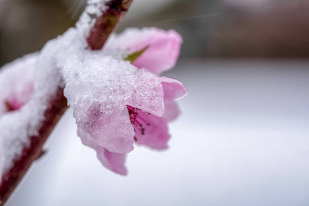 Fleurs d’arbres fruitiers gelées dans la neige - Photo