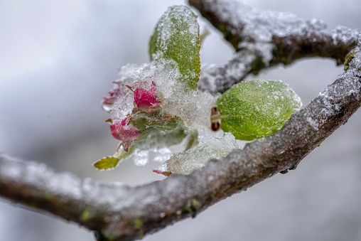 Fruit tree blossoms frozen in the snow. Early spring
