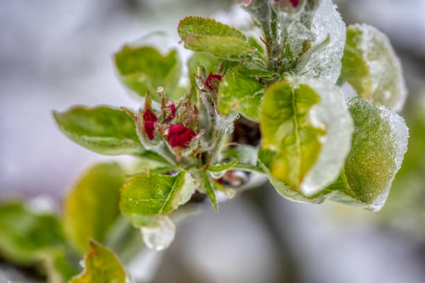 istock Fruit tree blossoms frozen in the snow 1845283867