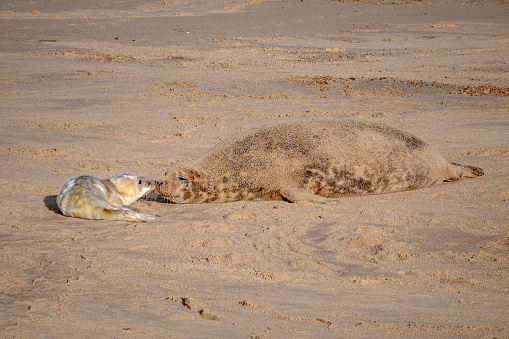 Comical Common seal puppy (Phoca vitulina) lying on back in sand on beach of Helgoland, Germany