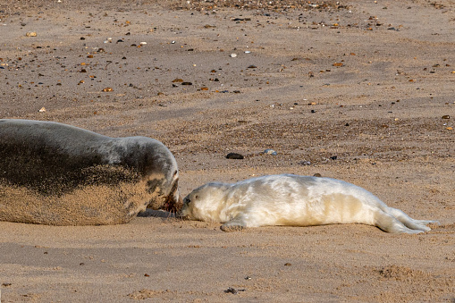 Newborn grey seal pup, Halichoerus grypus, umbilical cord still visible with mother seal, Horsey, Norfolk, UK