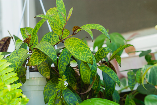 Aeschynanthus marmoratus or Zebra Basket Vine Trailing House plant accompanied with other house plants