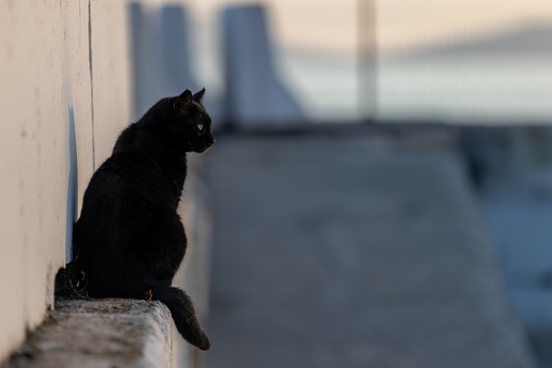 Black stray cat is stranding on the street.