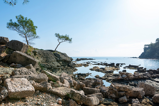 Old juniper tree growing on rock, blue sea and sky, Crimea