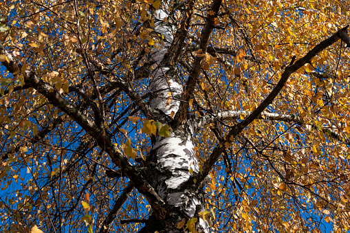 Winter/Autumn beech forest nature background