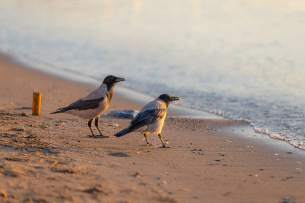 Two crows are feeding on the sand near by the sea.