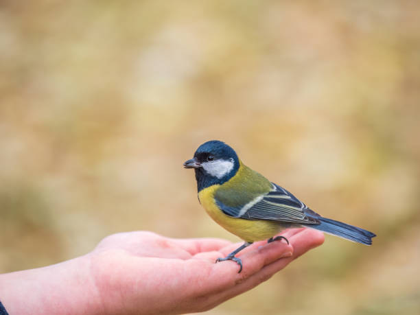 istock A tit sits on a man's hand and eats seeds. 1845321087