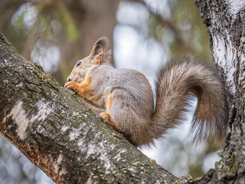 The squirrel with nut sits on tree in the autumn. Eurasian red squirrel, Sciurus vulgaris. Portrait of a squirrel in winter.