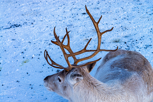 View of a reindeer at a wildlife reserve near Tromso city, Norway.