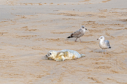 Newborn grey seal pup, Halichoerus grypus, umbilical cord still visible with mother seal, Horsey, Norfolk, UK