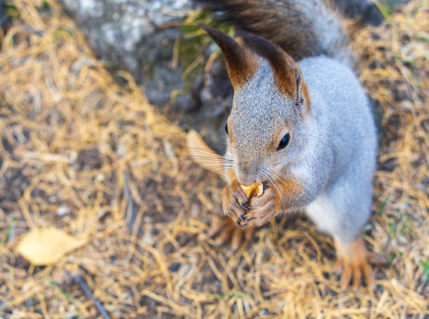 istock Autumn squirrel with nut sits on green grass with fallen yellow leaves 1845339452
