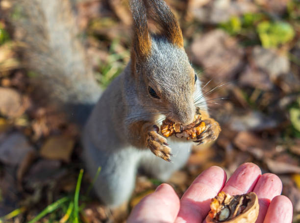 istock A squirrel in the autumn eats nuts from a human hand. Eurasian red squirrel, Sciurus vulgaris 1845339467
