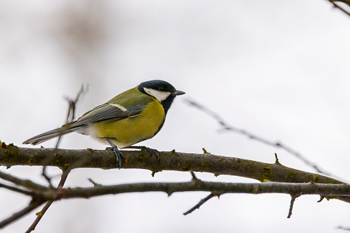 Bird - Green Finch on winter background, wildlife Poland Europe