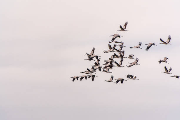 istock Flying cranes flock against blue sky 1845349350
