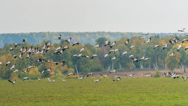 istock Flying cranes flock against blue sky 1845349357