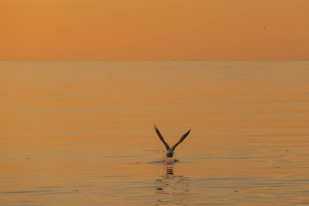 Flyging seagulls on sea at sunset.