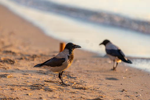 Two crows are feeding on the sand near by the sea.