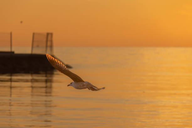 Spectacular sunset color and cityscape flying seagulls