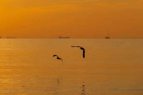 sunset with fishing boat and seabirds.