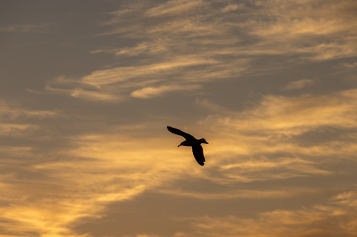 Silhouette seagulls bird are flying over the sea during sunset