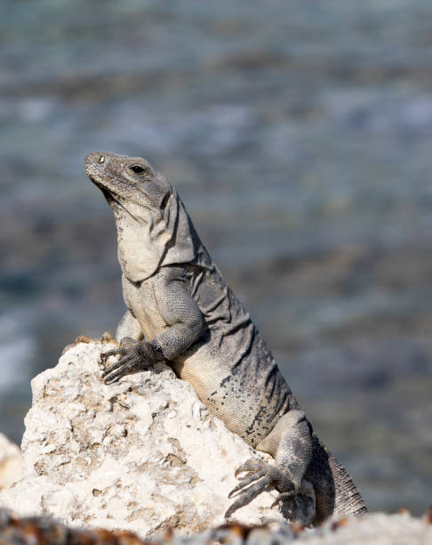 istock A portrait of black iguana during winter 1845365308