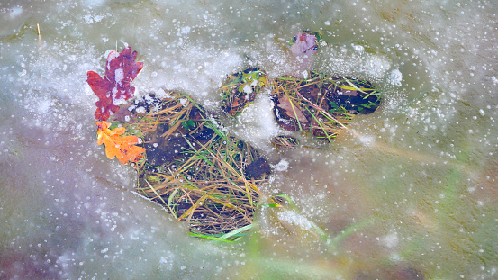 This image captures the transient beauty of a meadow in flux, with ice thawing to reveal the lush grass beneath. The contrast of frozen textures and the clarity of the water provide a unique perspective on the changing seasons, suitable for environmental themes, educational materials, and creative projects.