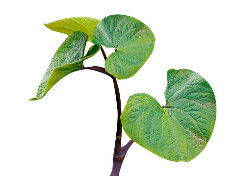 Over centuries, kava has been used in traditional medicine for central nervous system and peripheral effects.