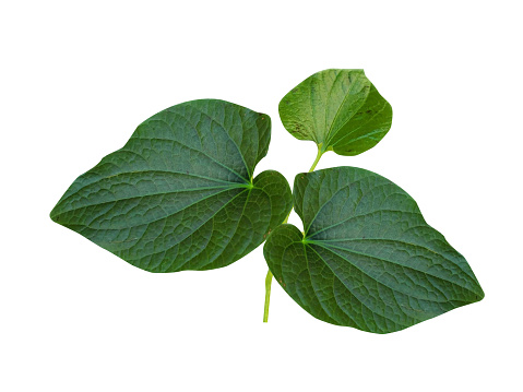 Over centuries, kava has been used in traditional medicine for central nervous system and peripheral effects.