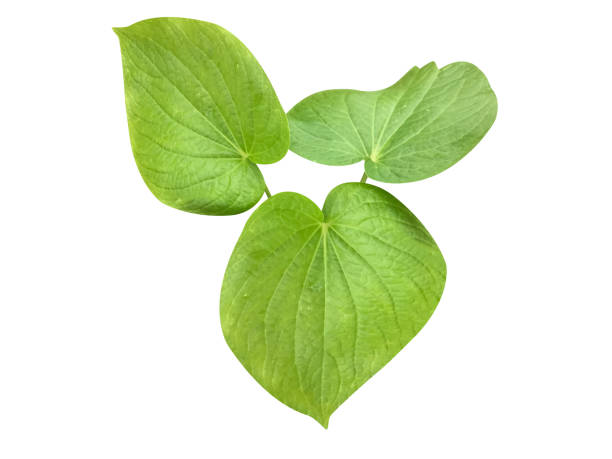 istock Kava, kava kava or Piper methysticum 1845370255