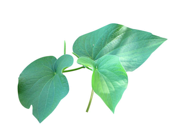 istock Kava, kava kava or Piper methysticum 1845370796