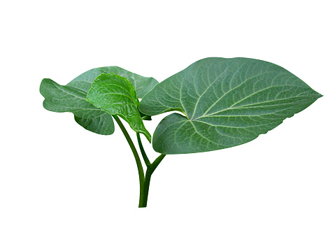 Over centuries, kava has been used in traditional medicine for central nervous system and peripheral effects.