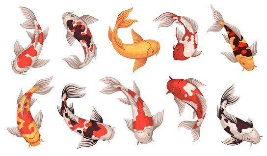 Colored koi fish. Japanese carps, spotted underwater oriental creatures, traditional inhabitants of decorative chinese ponds, asian goldfish swimming in lake, lucky symbol, tidy vector isolated set