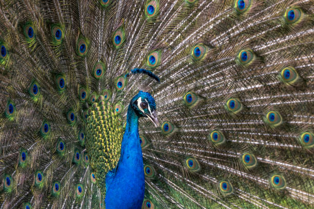 istock Closeup Image of a peacock dancing with its open feathers 1845386502