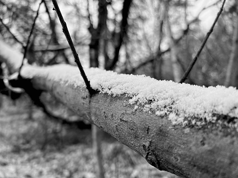 A felled tree covered with snow