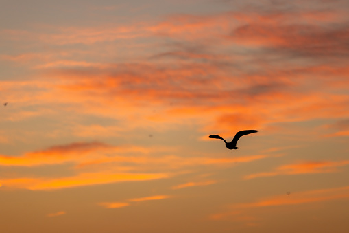 Dramatic sky with clouds and seagull at sunset.