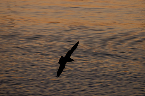 Flyging seagulls on sea at sunset.