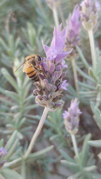 istock Bee on Lavender Flower collecting Pollen 1845407978