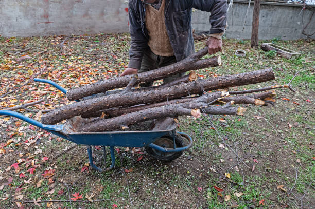 istock A man carrying cut firewood in a wheelbarrow. 1845409035