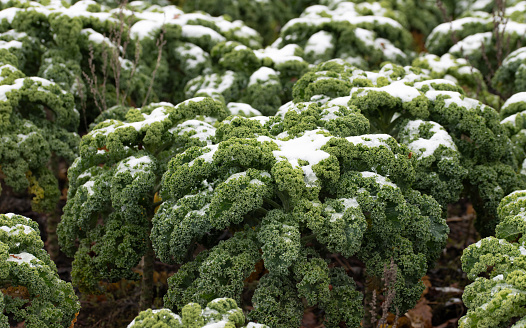Fresh kale grows in a field. Some of the plants are covered in snow. The vegetables are ripe for harvesting
