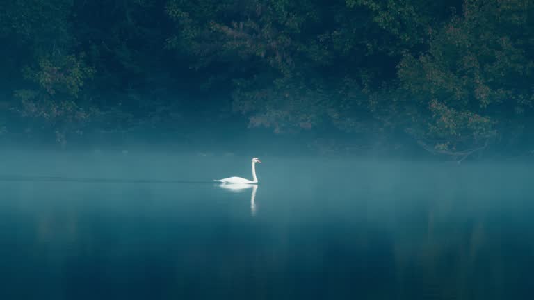 A swan alone on the water, in the winter morning mist