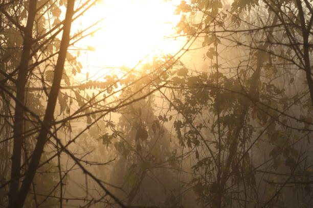 Trees silhouettes with autumn fog and sun lights