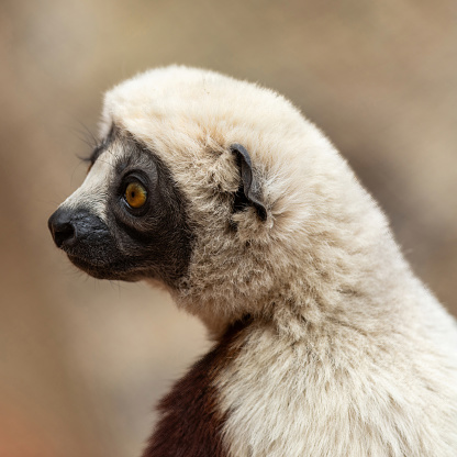 Coquerels sifaka, a diurnal, medium-sized lemur of the sifaka genus Propithecus, native to northwest Madagascar.