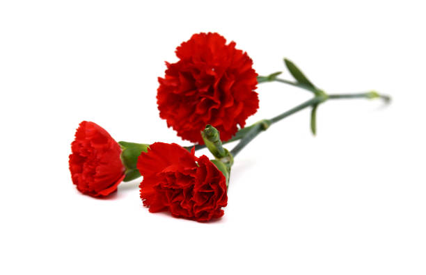 istock Collection carnation flowers on white background 1845443678
