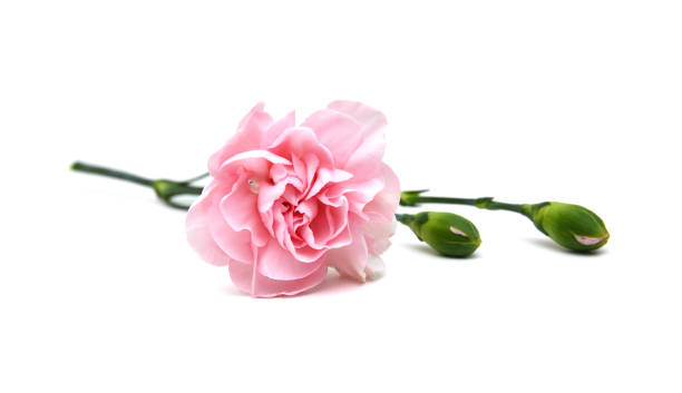 istock Collection carnation flowers on white background 1845444732