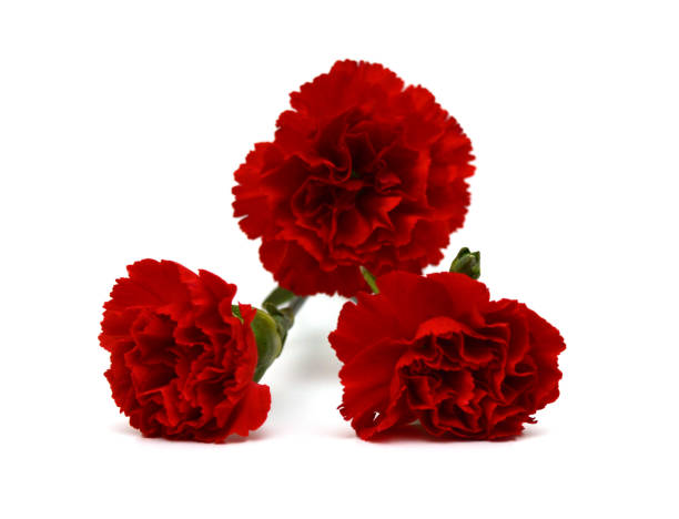 istock Collection carnation flowers on white background 1845446835