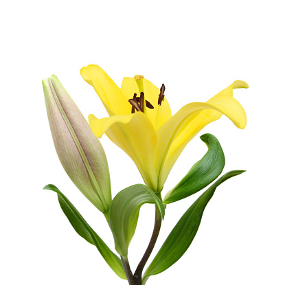 Yellow Lily flower isolated on a white background