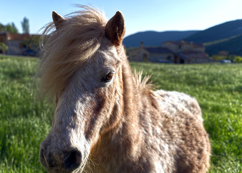 Wind blowing the pony's mane