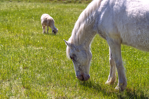 White horse on pasture in forest. Kladruber Czech horse breed. Mare grazing grass outdoors