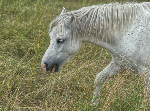 Close-up of a horse in the south of France