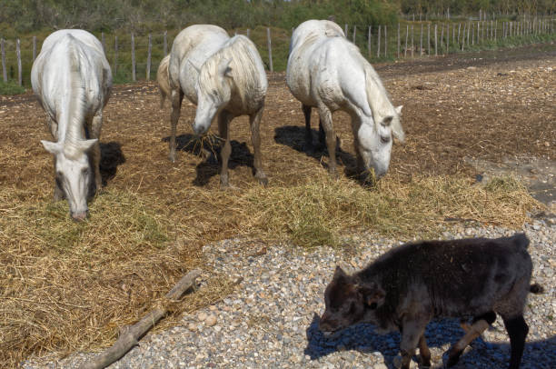Animals together